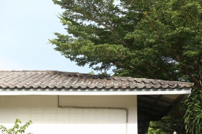 Tree Damage