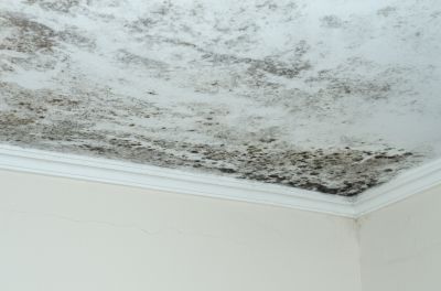 Prevent the Growth of Mold and Mildew by Identifying the Roof Leak!